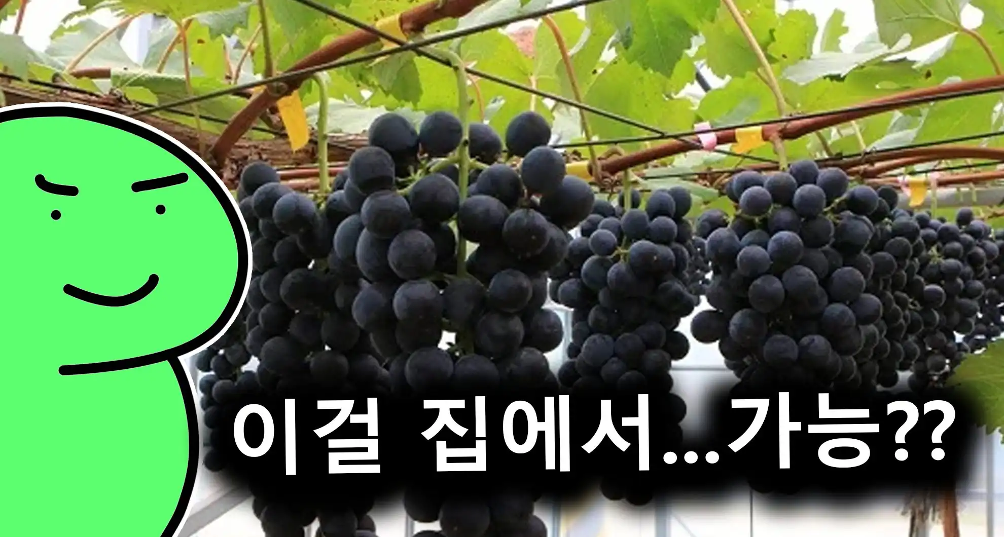 Read more about the article 식물갤러의 마트 포도 번식방법ㄷㄷㄷㄷ