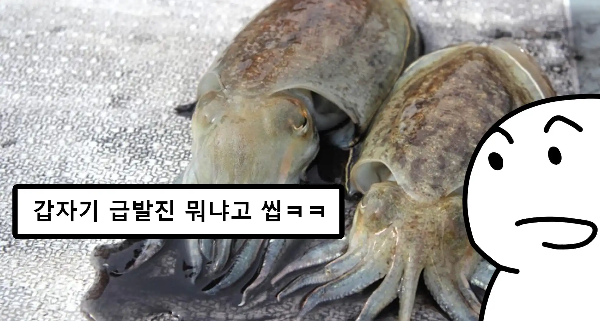 Read more about the article 갑오징어를 절대 집에서 키우면 안 되는 이유ㅋㅋㅋ